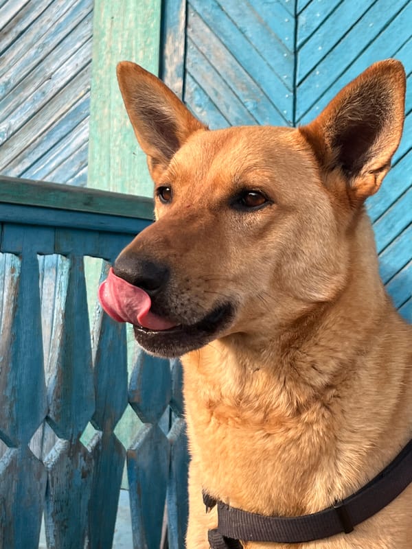 Dogs and cat spotted around Nizhny Tagil residences
