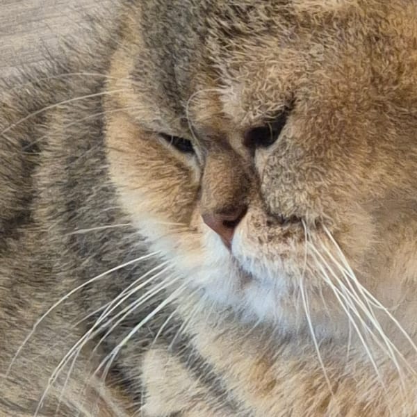 Tabby cat captured in intimate close-up footage in Kemerovo