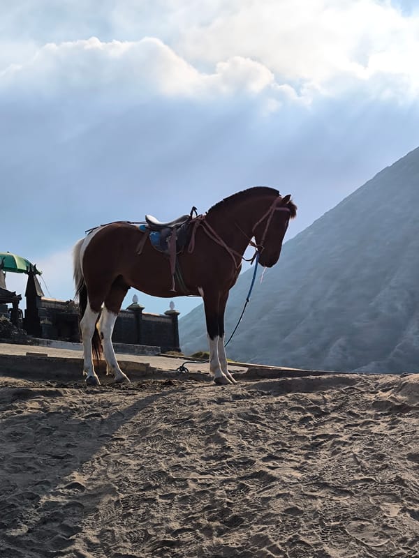 Morning at Bromo's rim — horses, staircases, and volcanic terrain