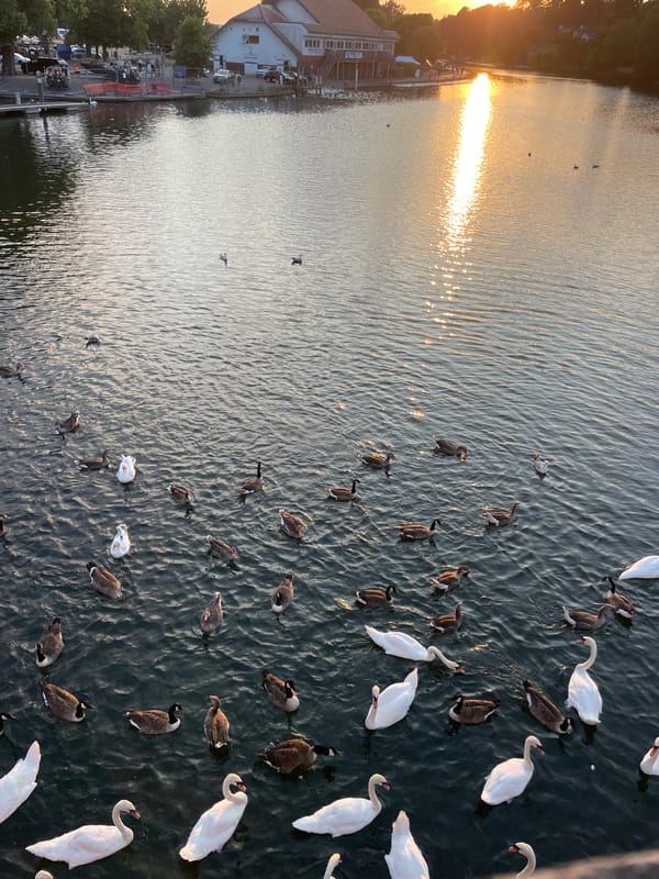 Sunset on the River Kennet with waterfowl at dusk