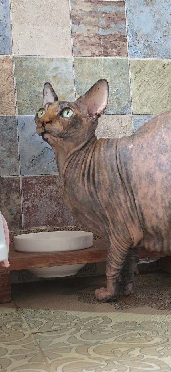 Sphynx cat at home in Baku, up close and personal
