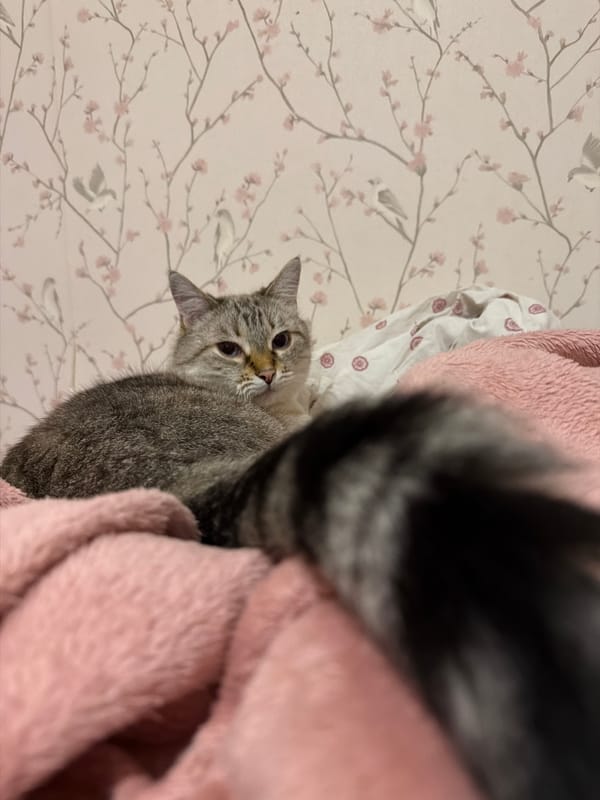 Cats at home and Moscow apartment towers after dark