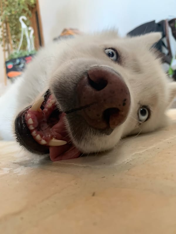 White husky chilling on a tiled floor in Tel Aviv