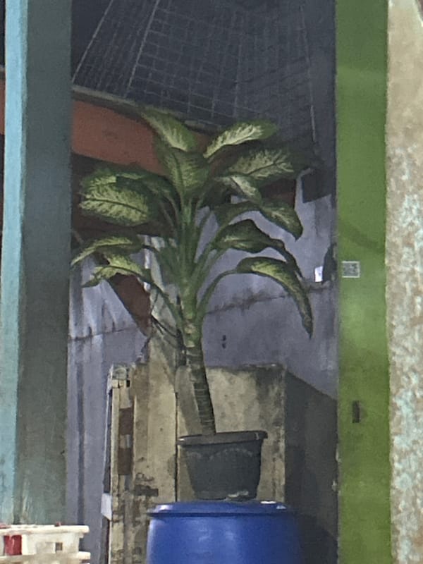 Cats, birds, fish, and everyday objects in North Jakarta