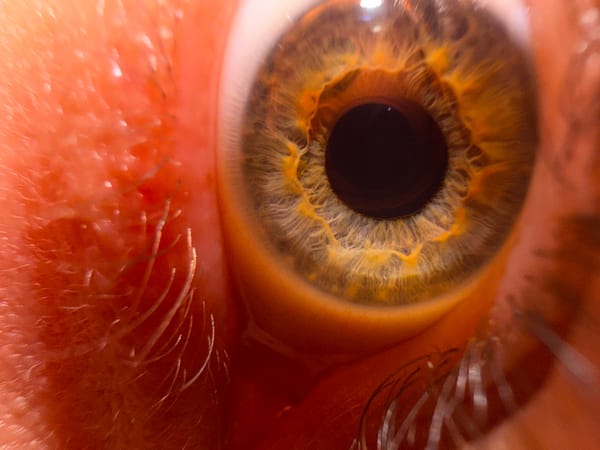 Bangkok photographer documents human eyes in macro photography session
