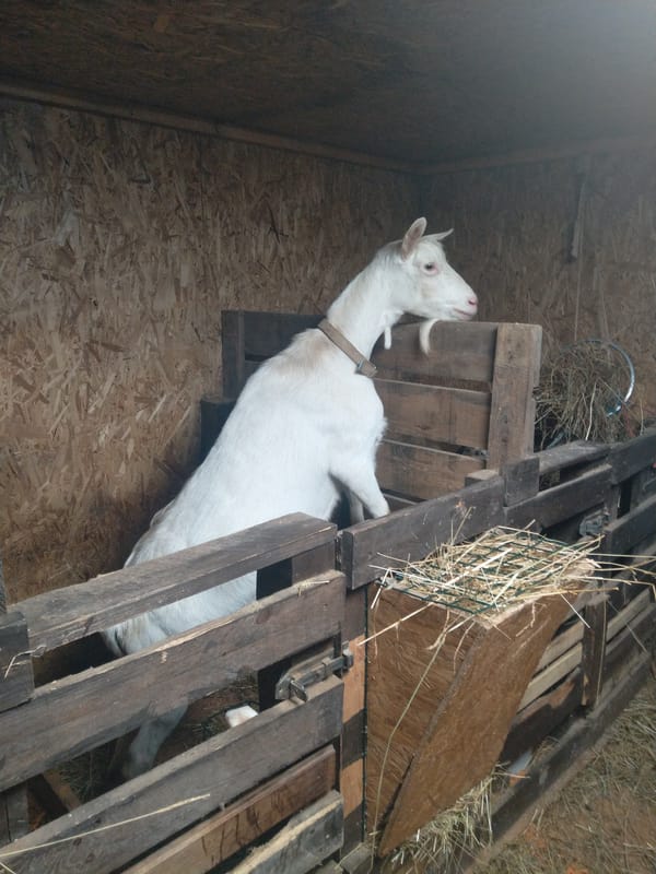 Goats in a wooden pen at feeding time