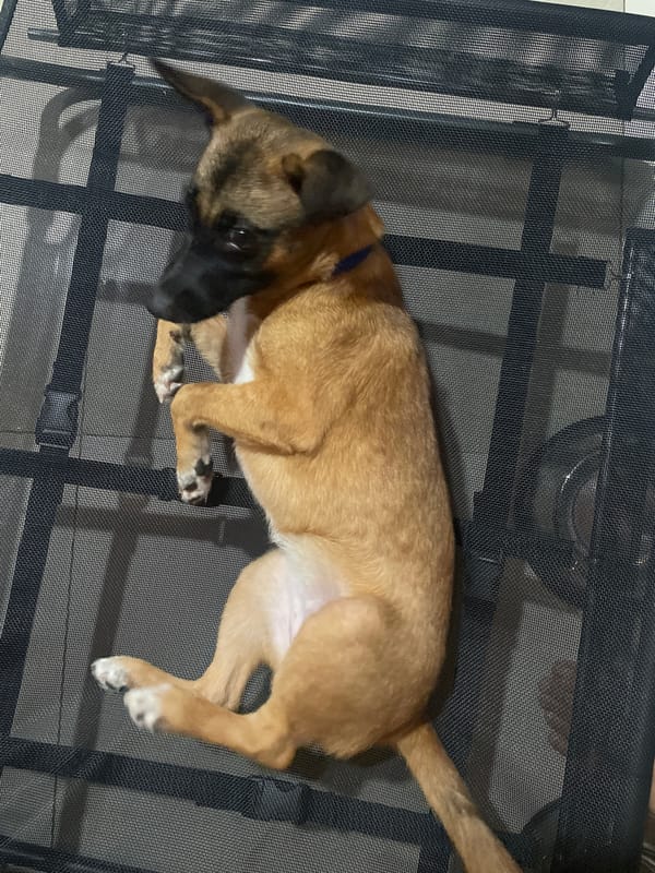 Puppy enjoys belly rubs on outdoor furniture in Davao
