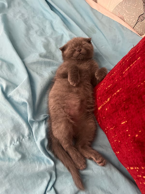 Gray kitten naps belly-up on a light blue sheet