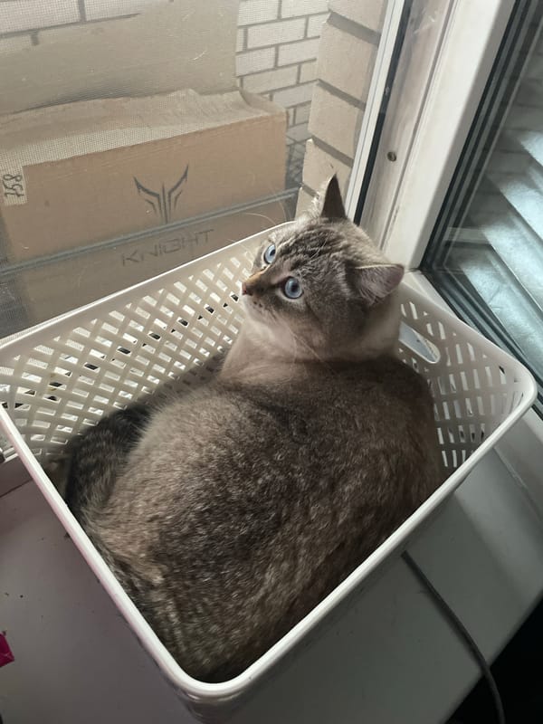 Blue-eyed tabby cat and cloudy Votkinsk rooftop views