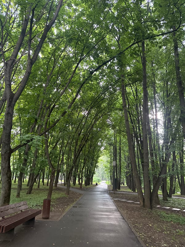 Park visitor documents squirrels, pathways in Khimki forest