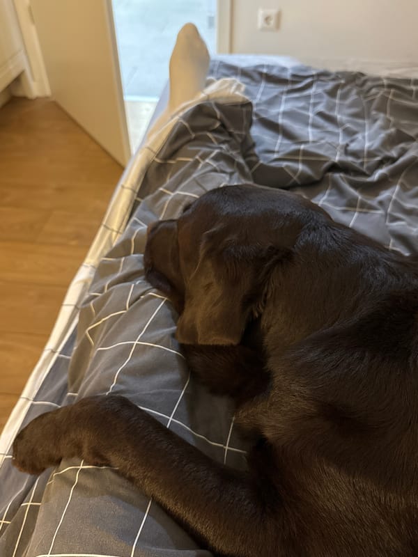 Chocolate Labrador rests on checkered bedding in Budapest home