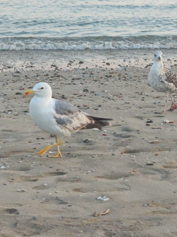 Seagulls strolling a sandy beach on the Spanish coast