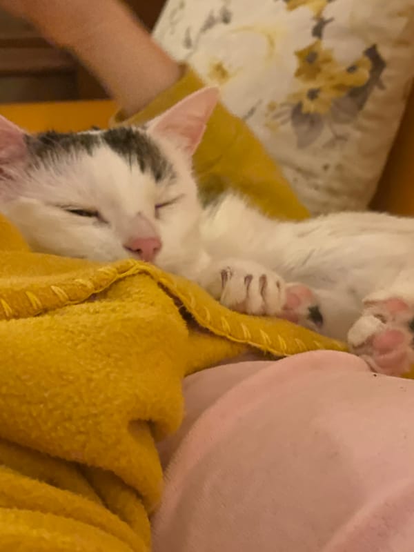 Cat sleeps peacefully in yellow blanket in Sofia