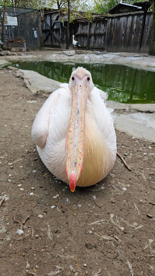 White pelican rests in outdoor enclosure in Stara Zagora