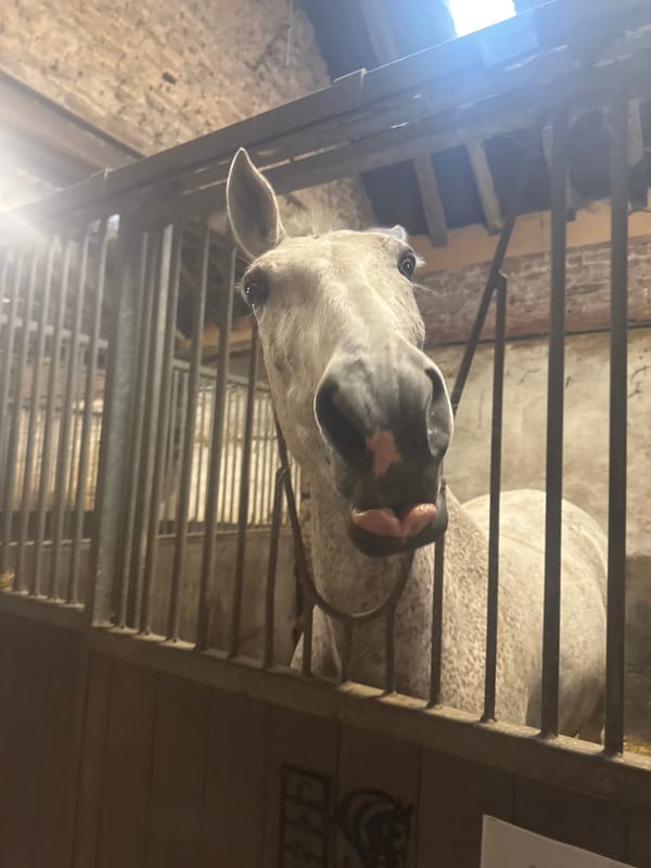 Routine equestrian activity documented at Belgian riding facility