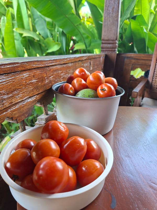 Morning tropical garden scenes documented in Lodtunduh village