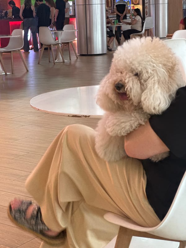 Fluffy white poodle cradled in arms on a Tbilisi afternoon