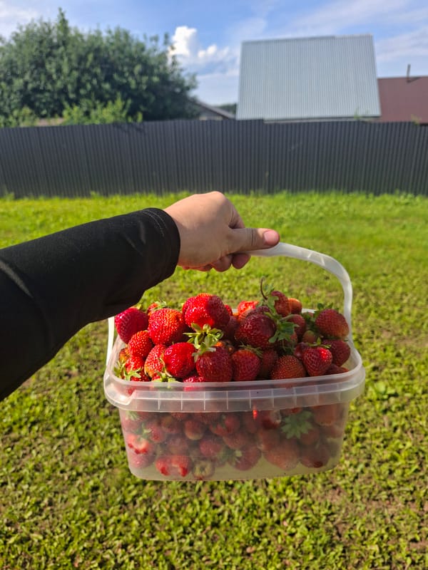 Fresh strawberries harvested in a bucket on summer grass