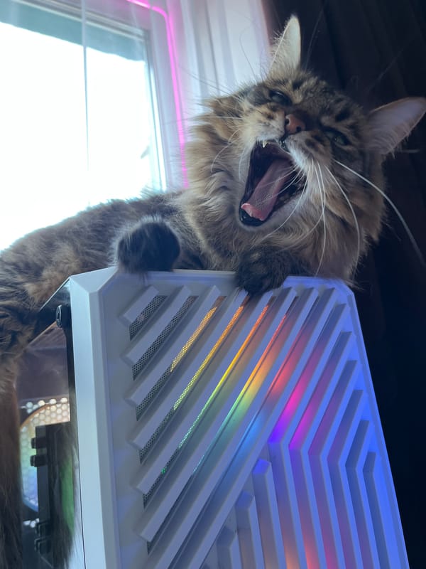 Tabby cat hangs out on a glowing PC in Babruysk