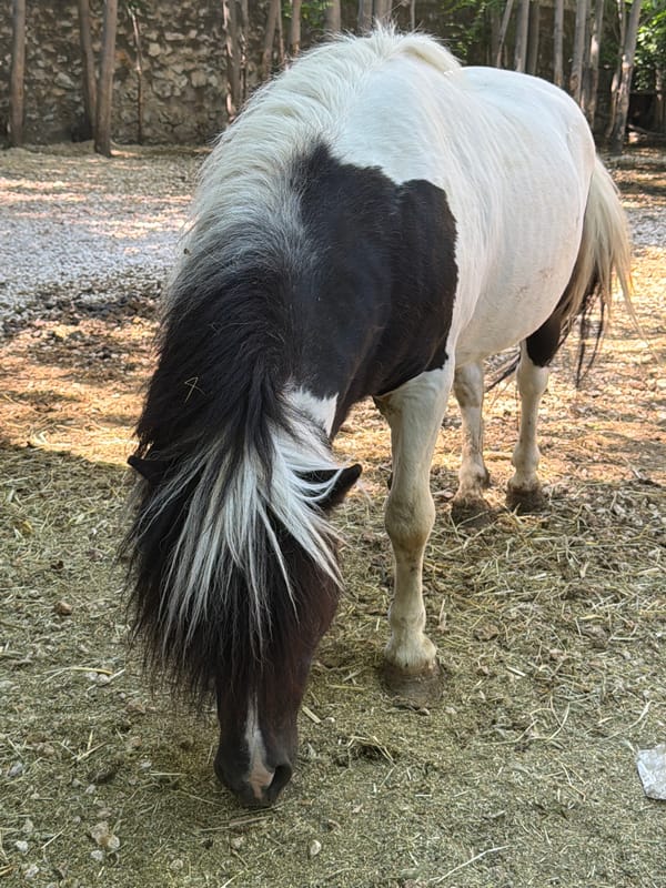 Farm animals observed at facility in Pazardzhik, Bulgaria