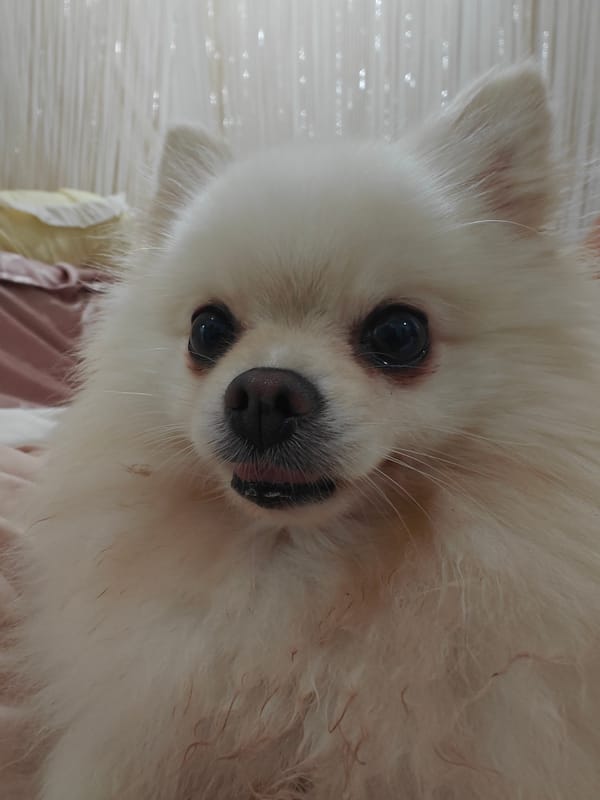 Pomeranian snapshots and motivational quotes from Nha Trang