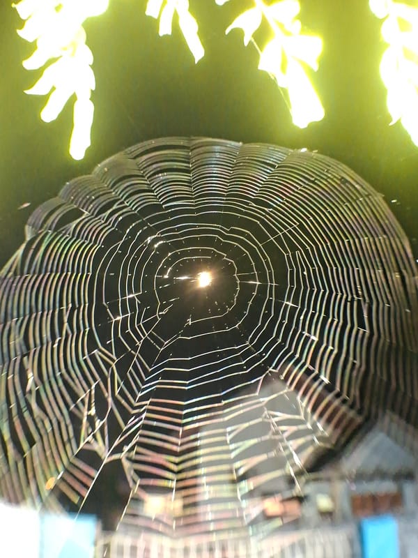 Spiderweb photographed in detail in Lhokseumawe, Indonesia