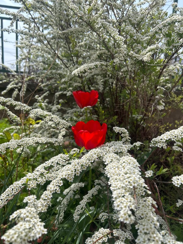 Spring flowers and curious cat observed in quiet moments