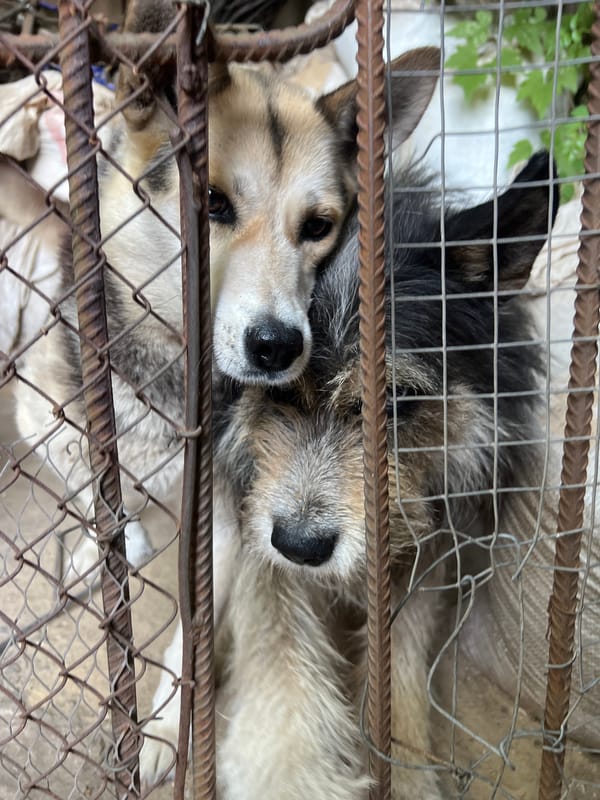 Dogs at the fence, rustic outdoor BBQ spot in the sun