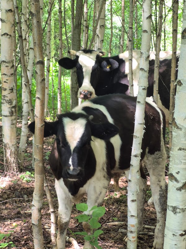 Midsummer morning with cows, wildflowers, and forest life in rural Russia