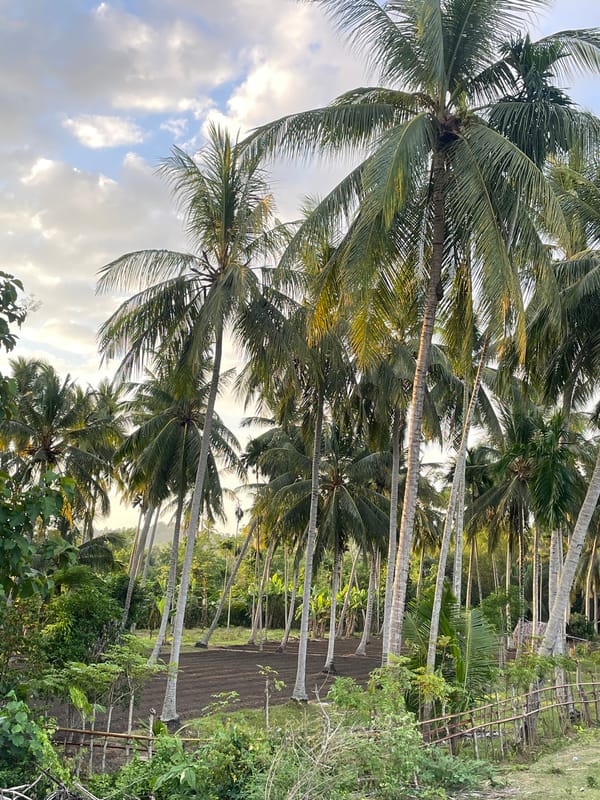 Palm groves and rice fields in rural coastal Aceh