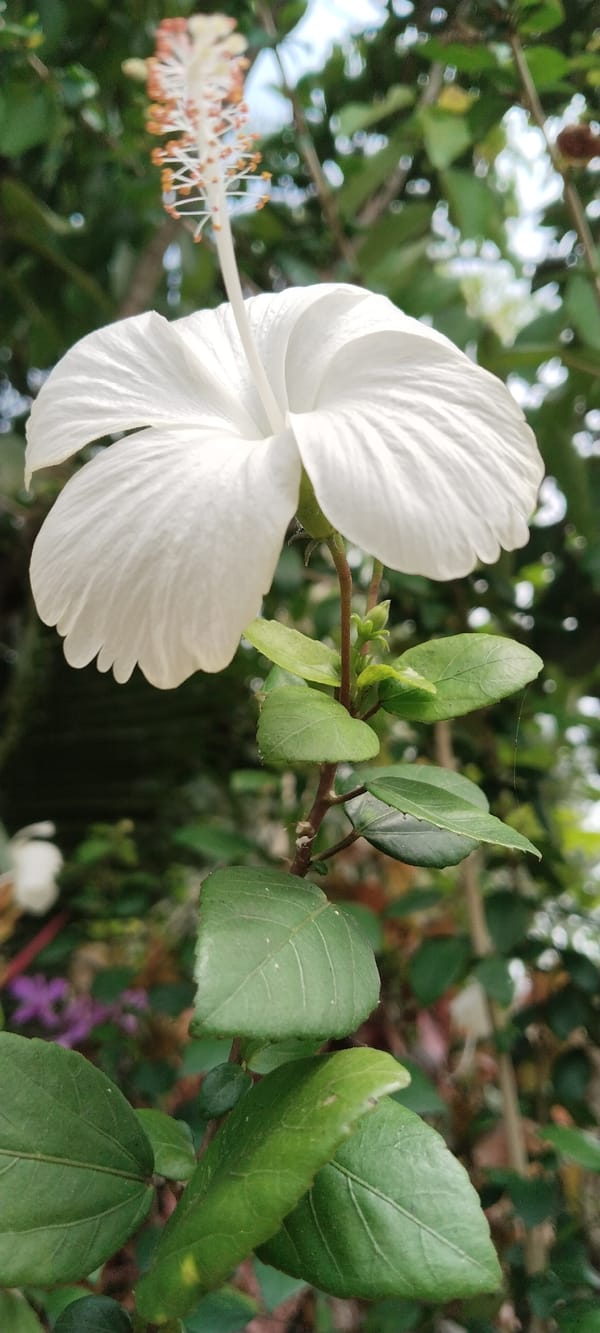 Macro shots of tropical flowers in Meunasahhee, Indonesia