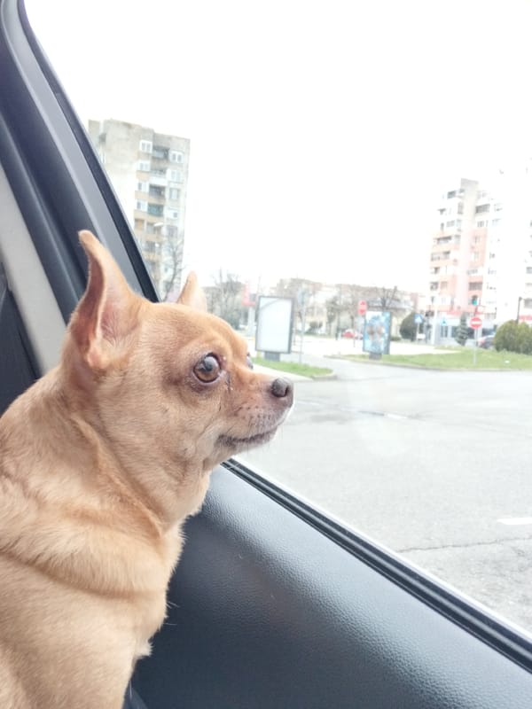 Chihuahua enjoys car ride in Nova Zagora, Bulgaria