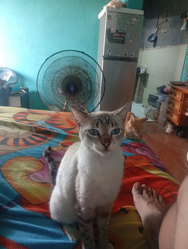 Young man and cats documented in Altagracia home