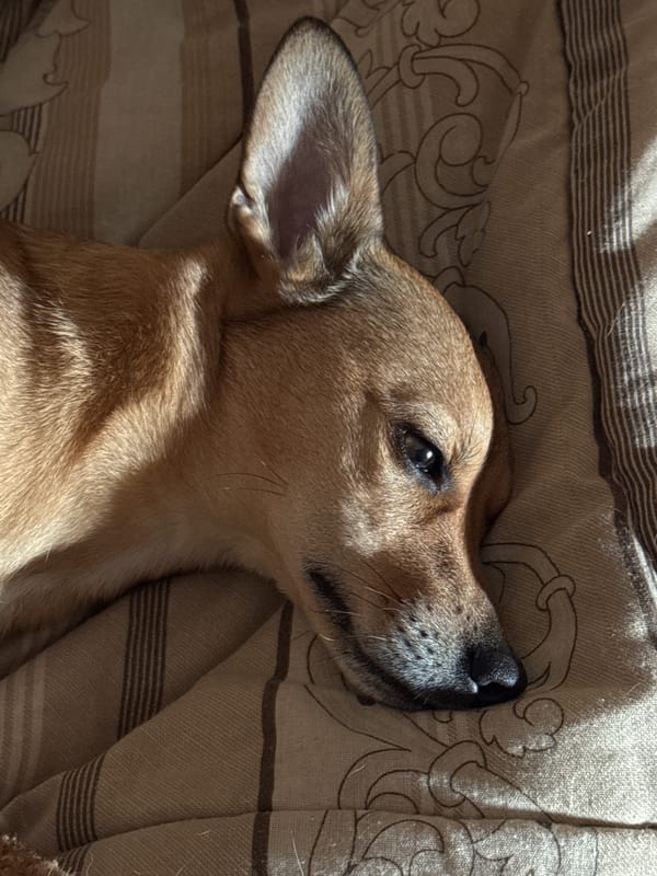 Small dog rests peacefully on patterned bedding in Plovdiv
