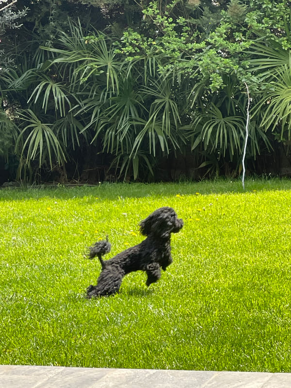 Black poodle spotted on lawn near palm vegetation in Burgas