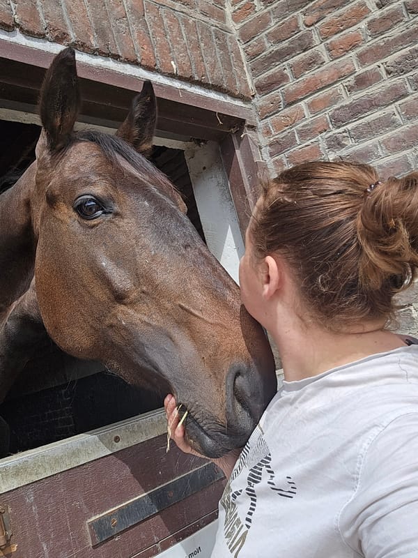 Person nuzzles brown horse at Belgian stable