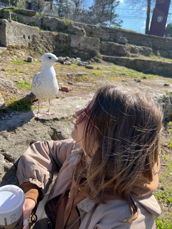 Seagulls spotted around Istanbul's historic Sultanahmet Square
