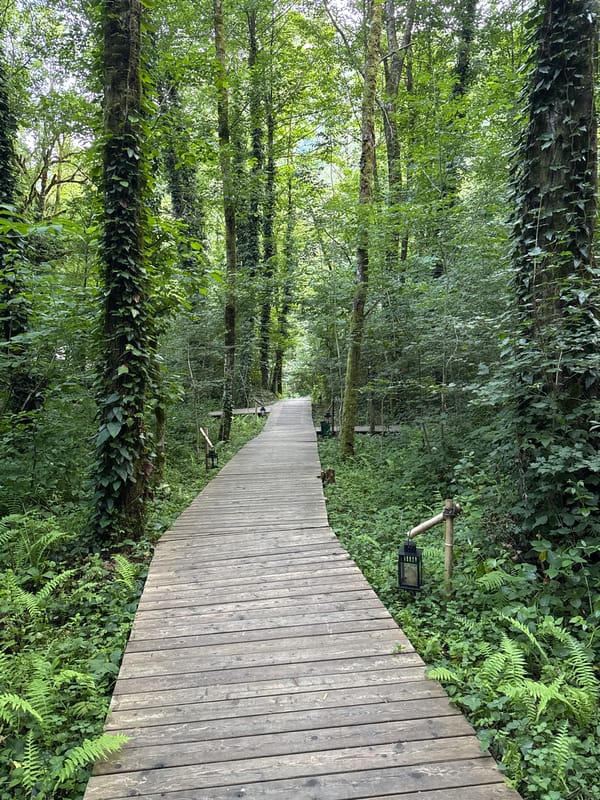Forest boardwalk and lit cabin in Chvizhepse, Russia