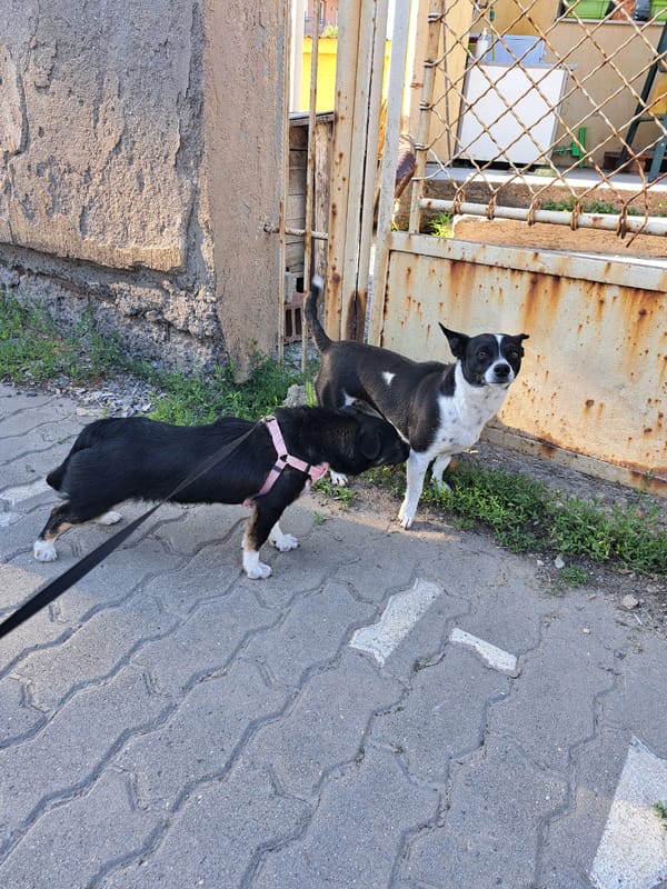Afternoon dog walk and casual moments documented across four hours