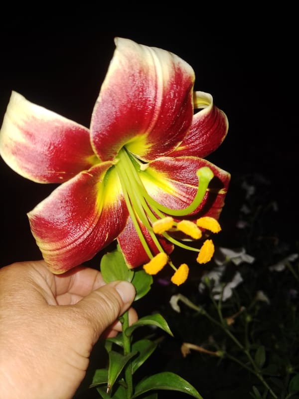 Garden life after dark in a Ukrainian village, summer evening