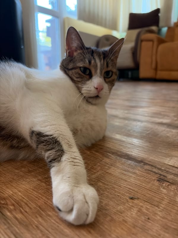 Indoor cat playtime on kitchen floor