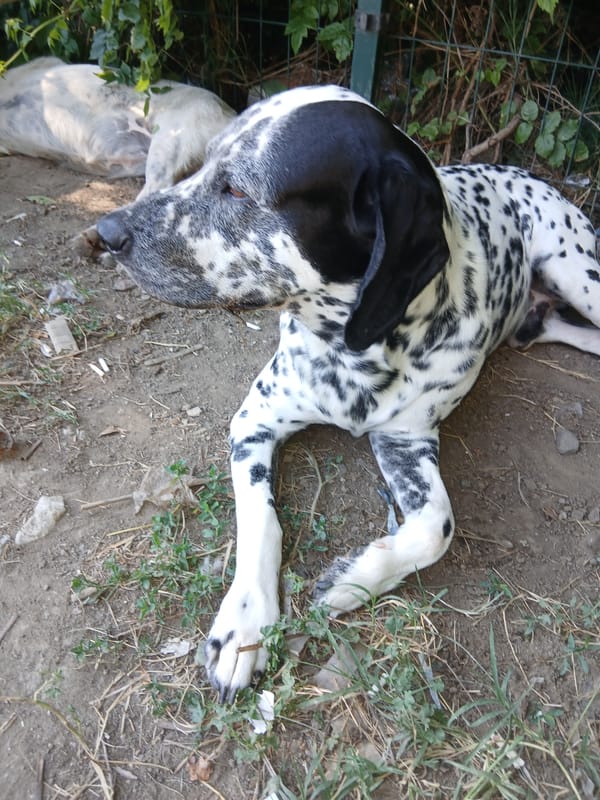 Morning outing with a Dalmatian in Plovdiv