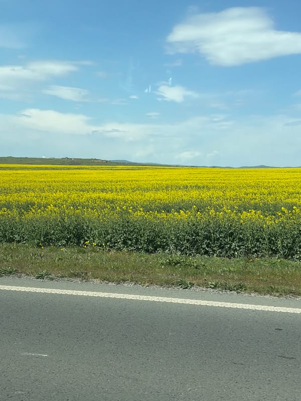 Yellow flower field blooms near Ravda, Bulgaria