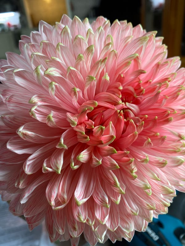 Fresh blooms and wilting flowers in close-up, Russia