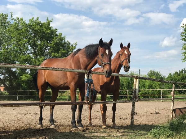 Child feeds horses at Kharkiv equestrian facility