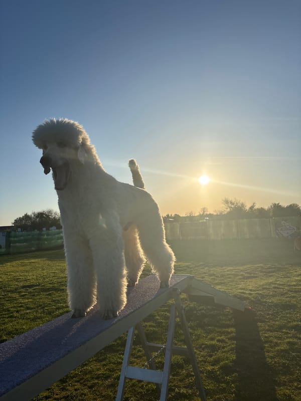 White dog spotted on agility course in Bulgarian field