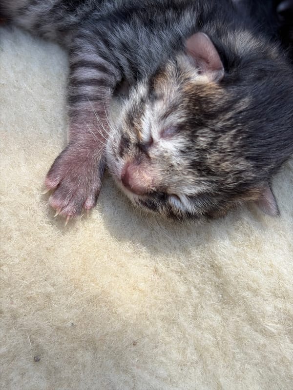 Newborn kittens sleep peacefully with mother on soft bedding
