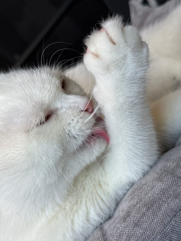 White cat grooming, napping, and roaming indoors