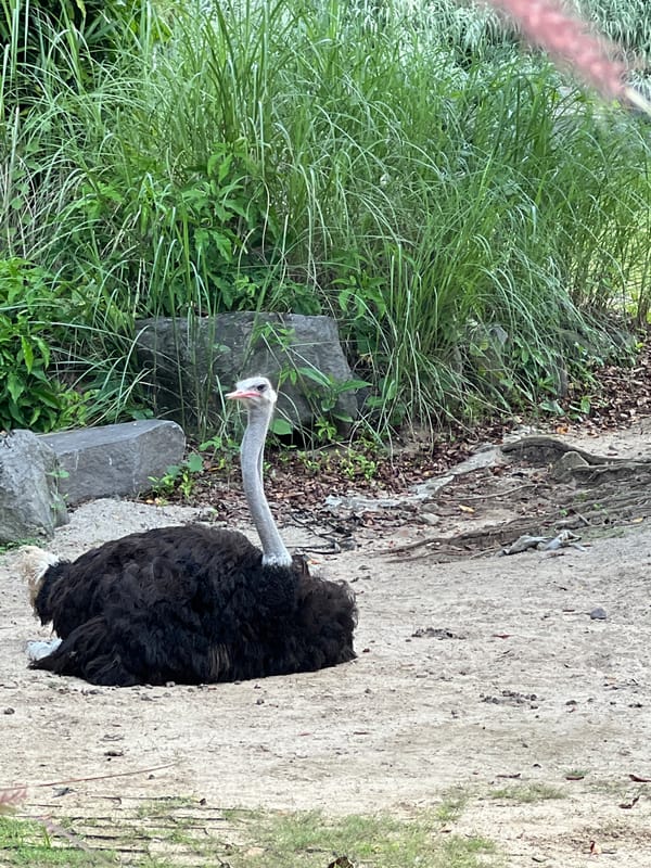Animals observed in enclosures at Bali Zoo, Indonesia