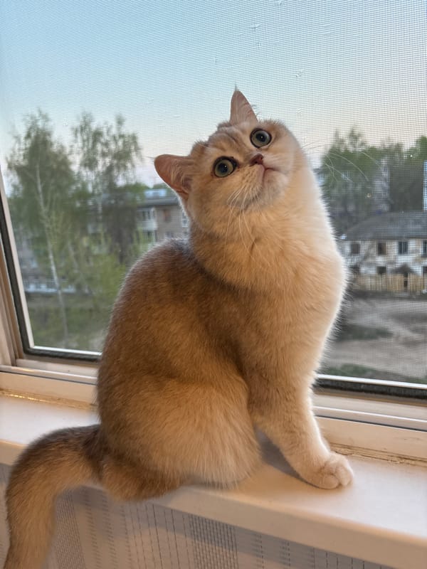 Evening domestic life documented in Chaikovsky, Russia apartment setting
